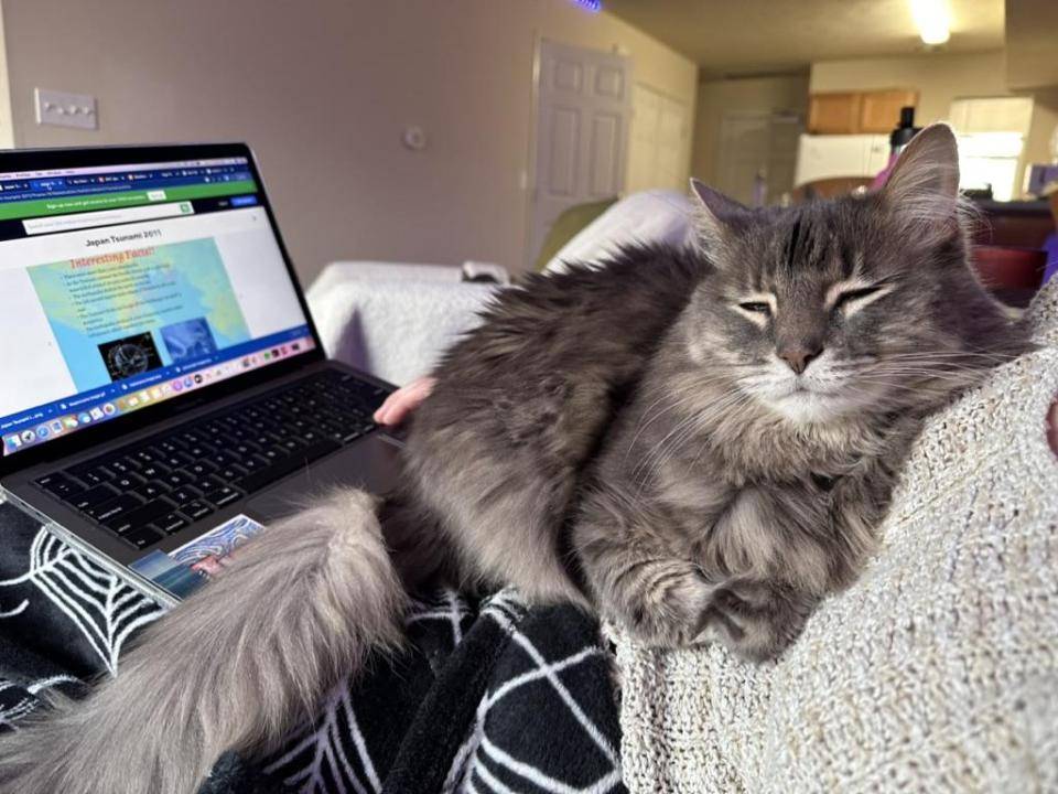 Cat sitting on lap of person in front of labtop